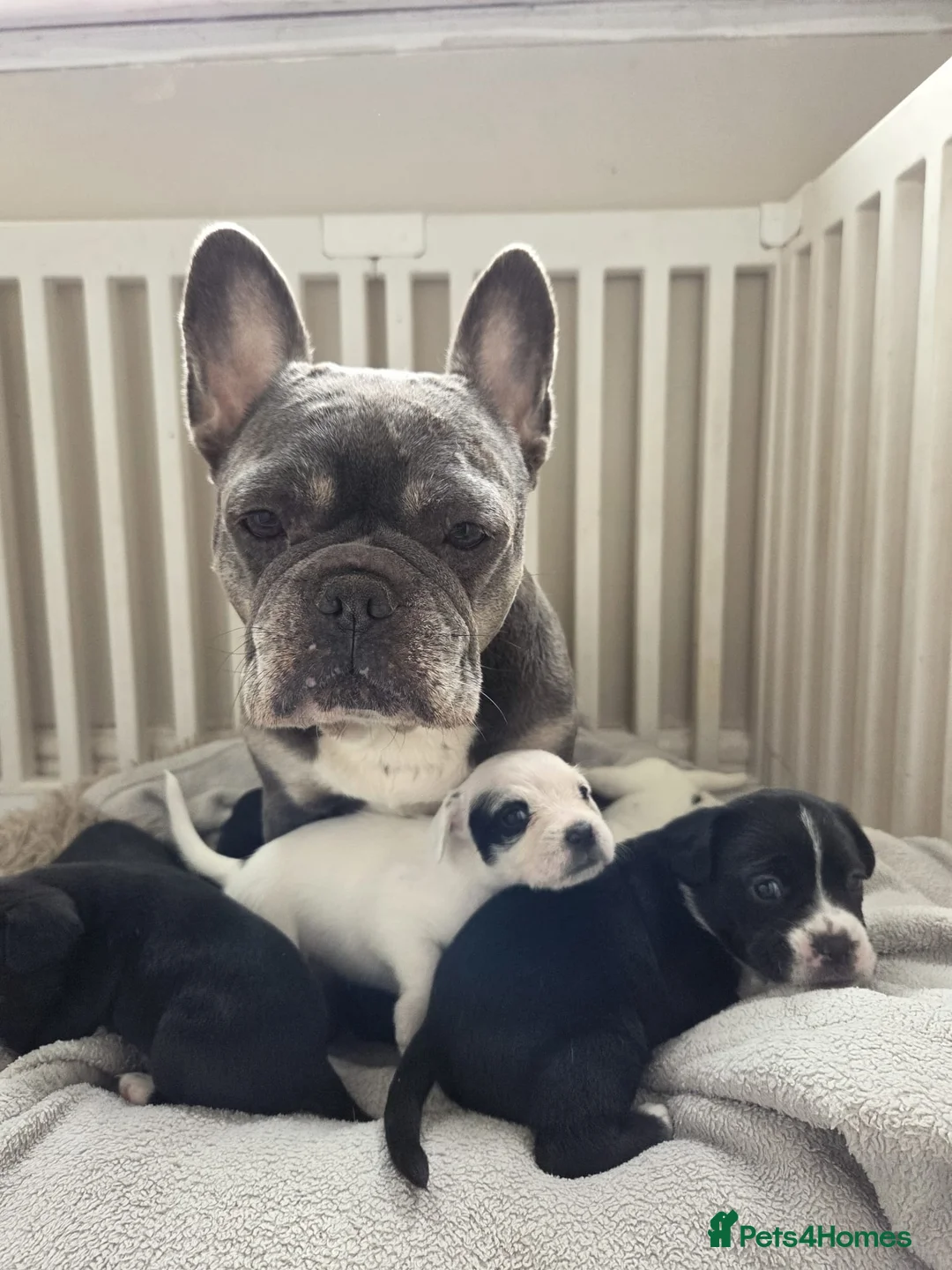 Mixed Breed dogs for sale: Frenchie cross with cockapoo 🤦🏼‍♀️ in Willenhall - Advert 1
