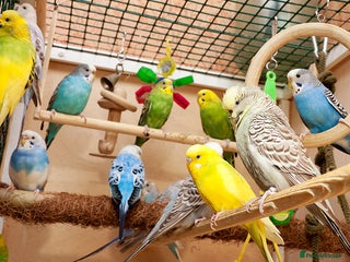 Budgerigars birds - Advert 8