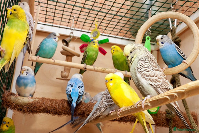 Budgerigars birds for sale - Advert 1