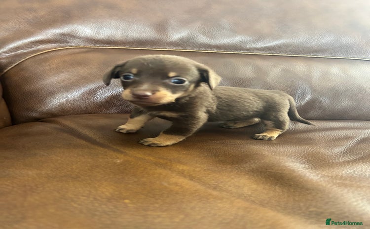 Mixed Breed dogs - Advert 1