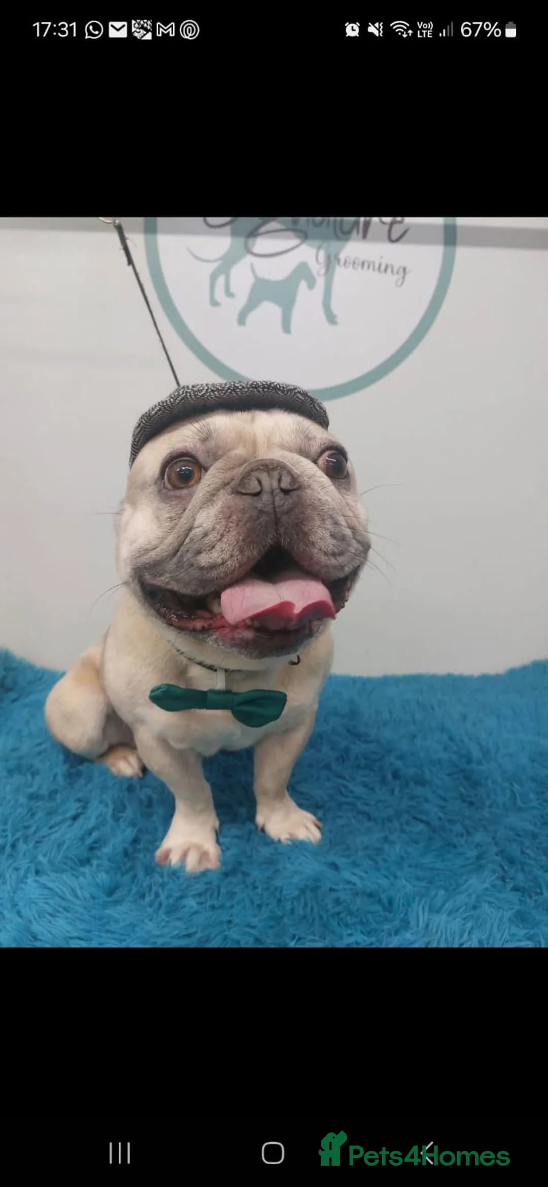 French Bulldog dogs for sale: French Bulldog needing a forever home - Advert 1