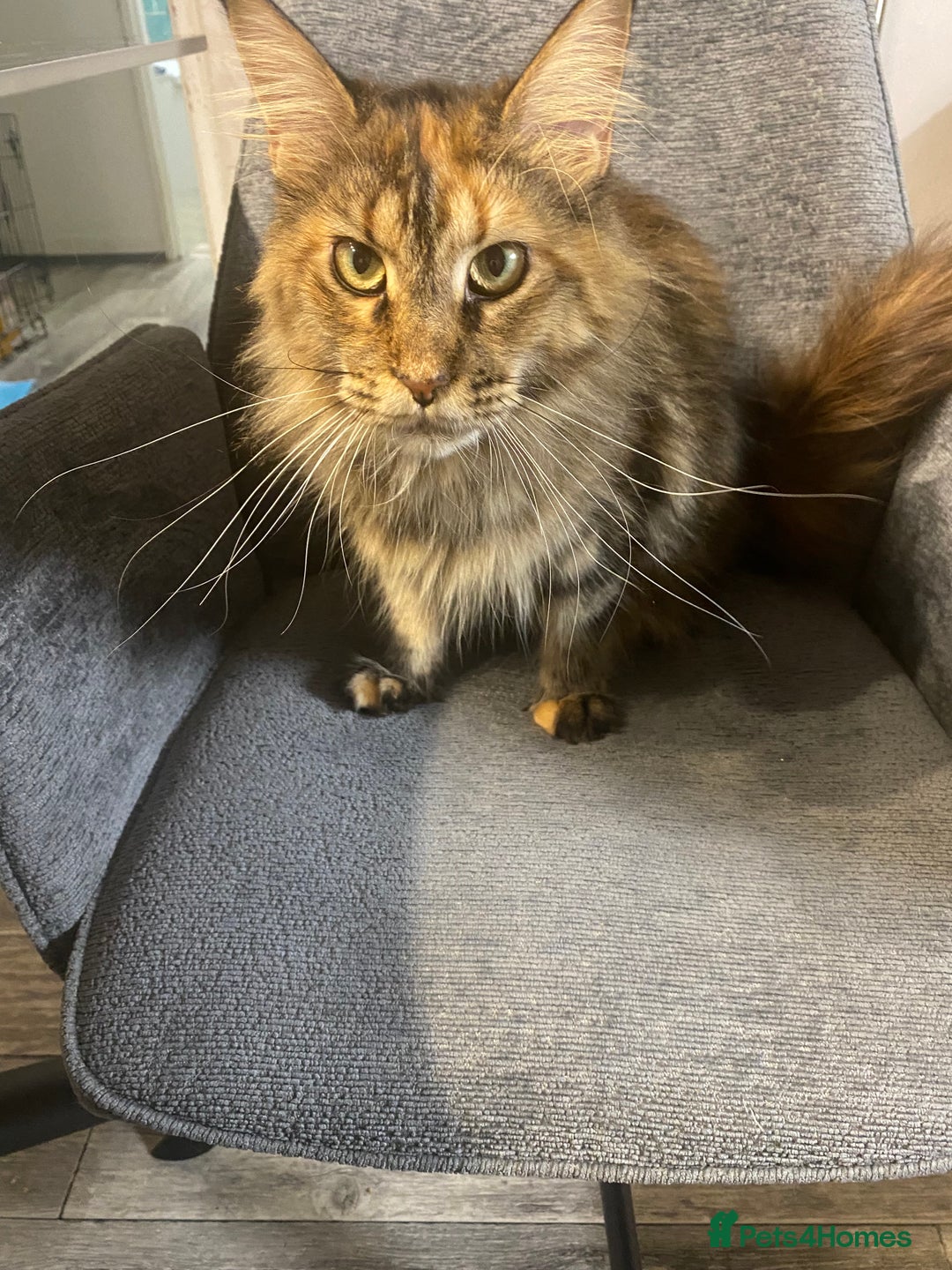 Maine Coon cats for sale: 3 Maine Coon kittens  - Advert 8