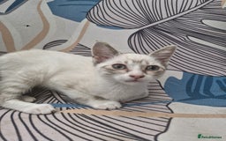 Snowshoe cats for sale: Snowshoe Kitten 4 -  pedigree snowshoes ready now - Image 4