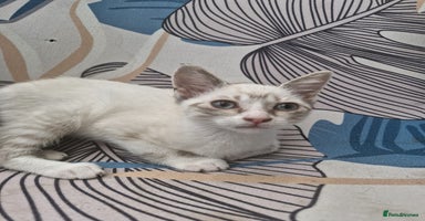 Snowshoe cats - Advert 4