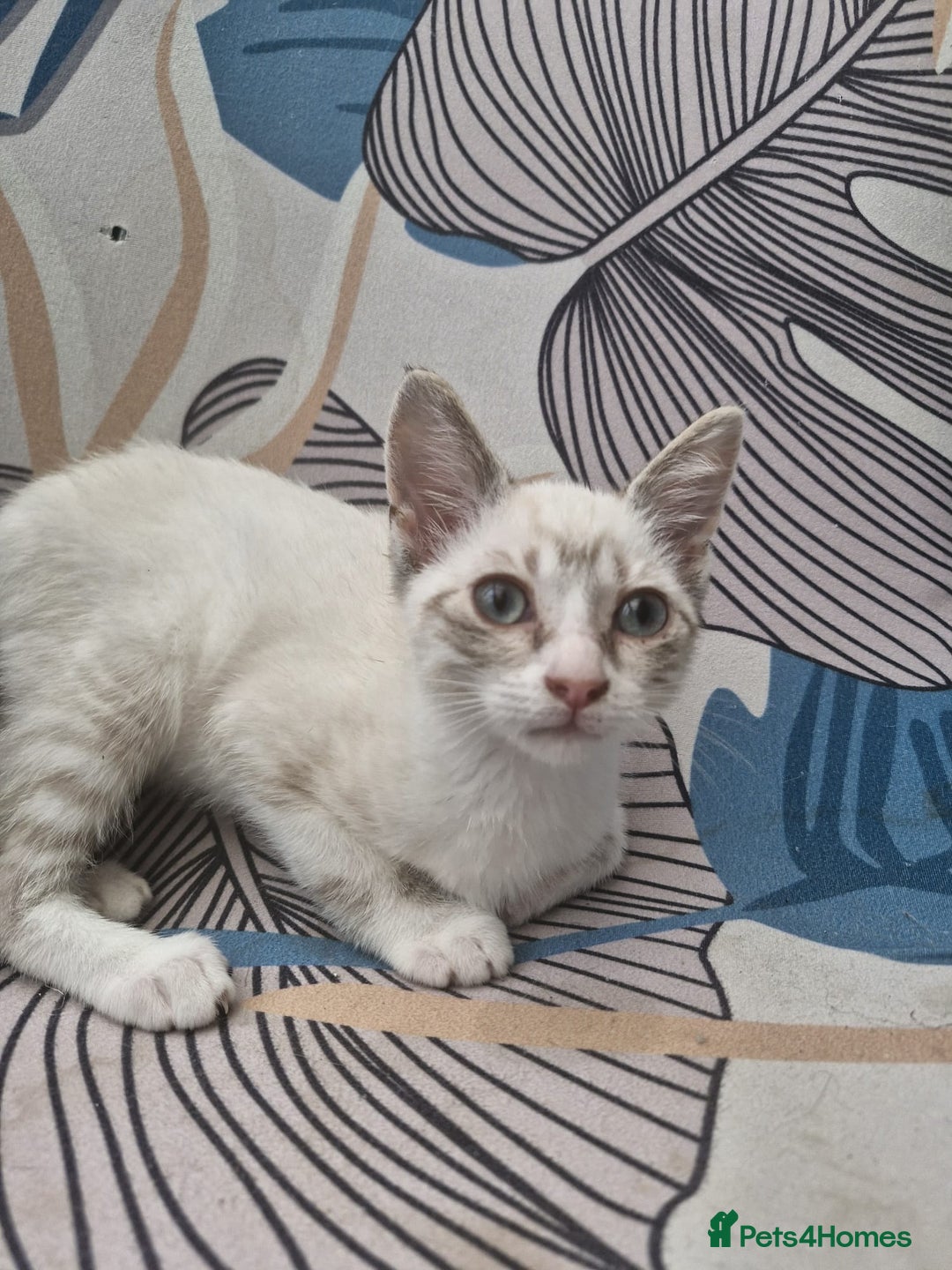 Snowshoe cats for sale: Snowshoe Kitten 4 -  pedigree snowshoes ready now - Image 4