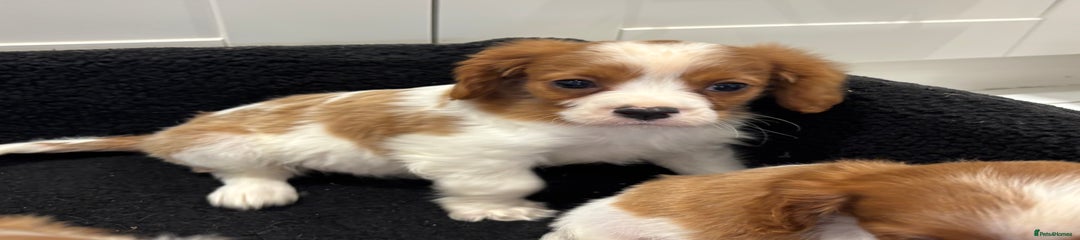Cavalier King Charles Spaniel Puppy 2