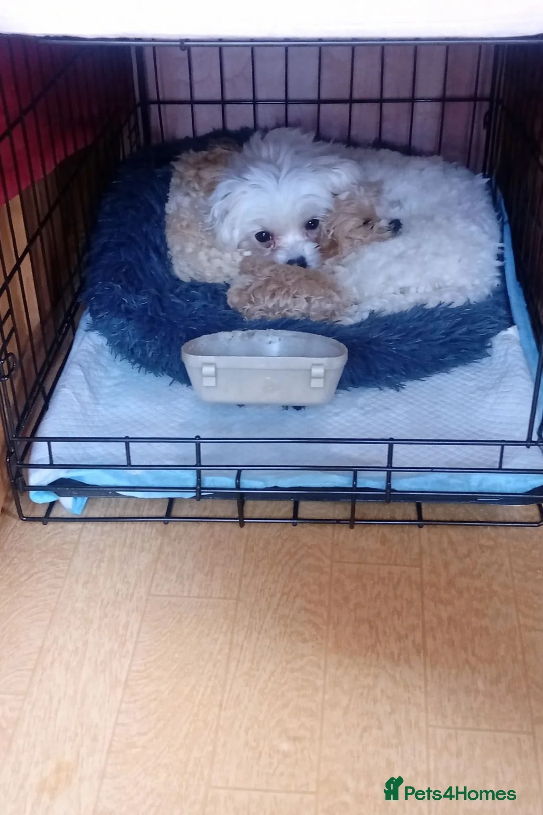 Maltipoo dogs for sale: Maltipoo boys available  - Advert 1