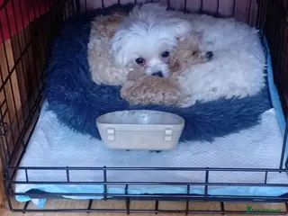 Maltipoo dogs Maltipoo boys available - Advert 1