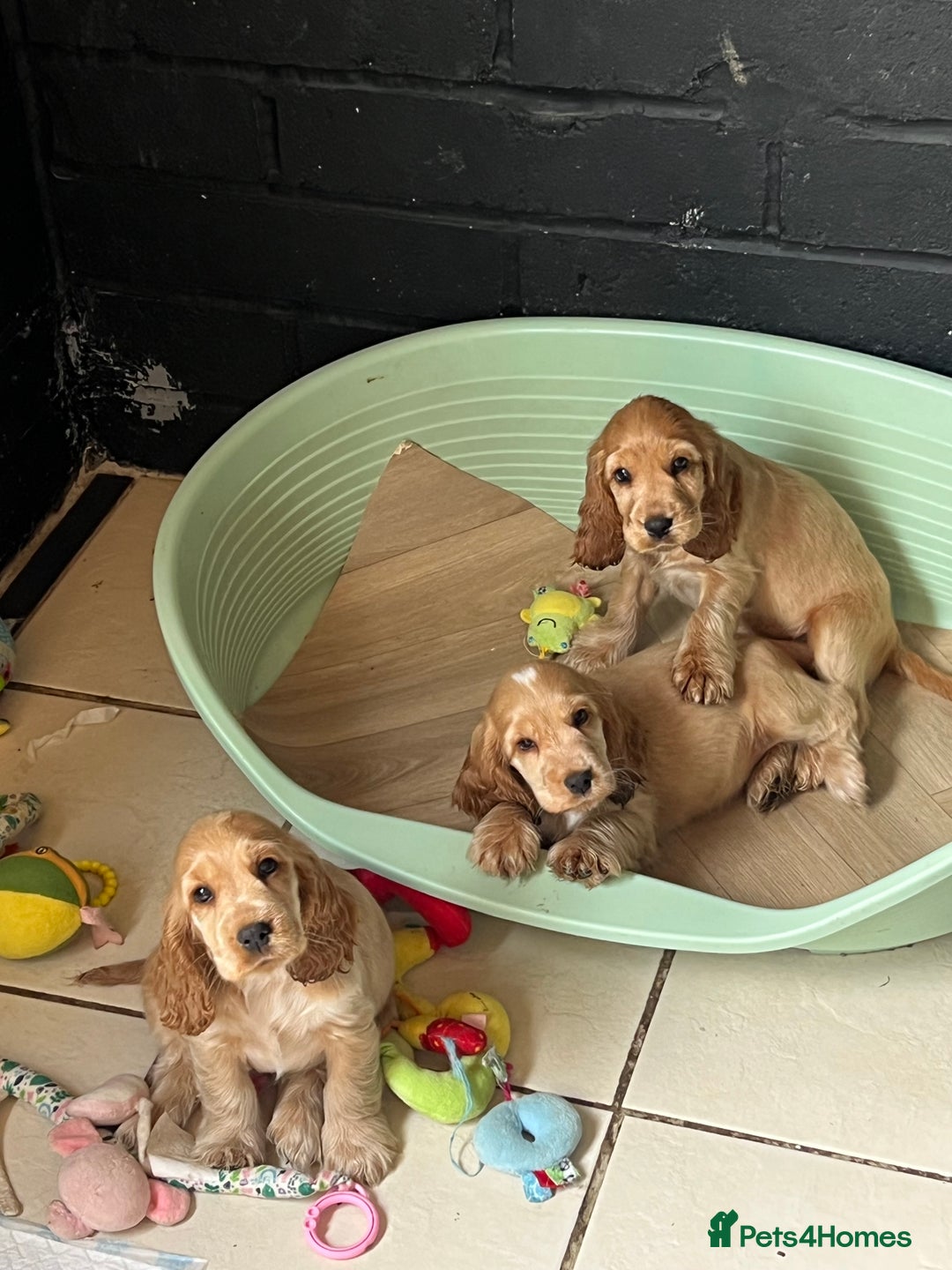 Cocker Spaniel dogs for sale: LAST 3 GIRLS ⭐️⭐️⭐️⭐️⭐️CH BLOODLINES  - Image 19