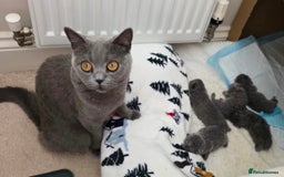 British Shorthair cats for sale: British Shorthair Blue Kittens - Image 23