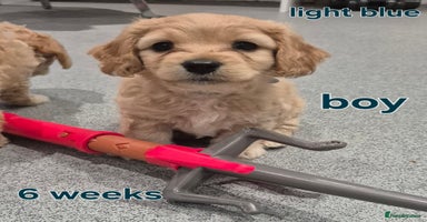 Cavapoochon dogs - Advert 1