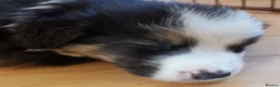Mixed Breed dogs for sale: Beautiful Bordernese  - Advert 9