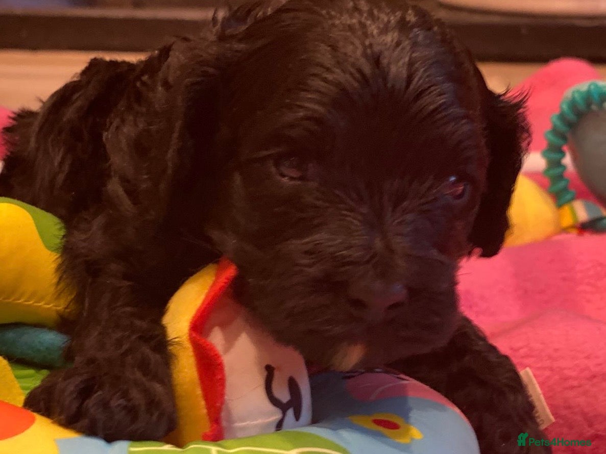 Cavapoo dogs F1 cavapoo 4 girls 1 boy health tested - Advert 2