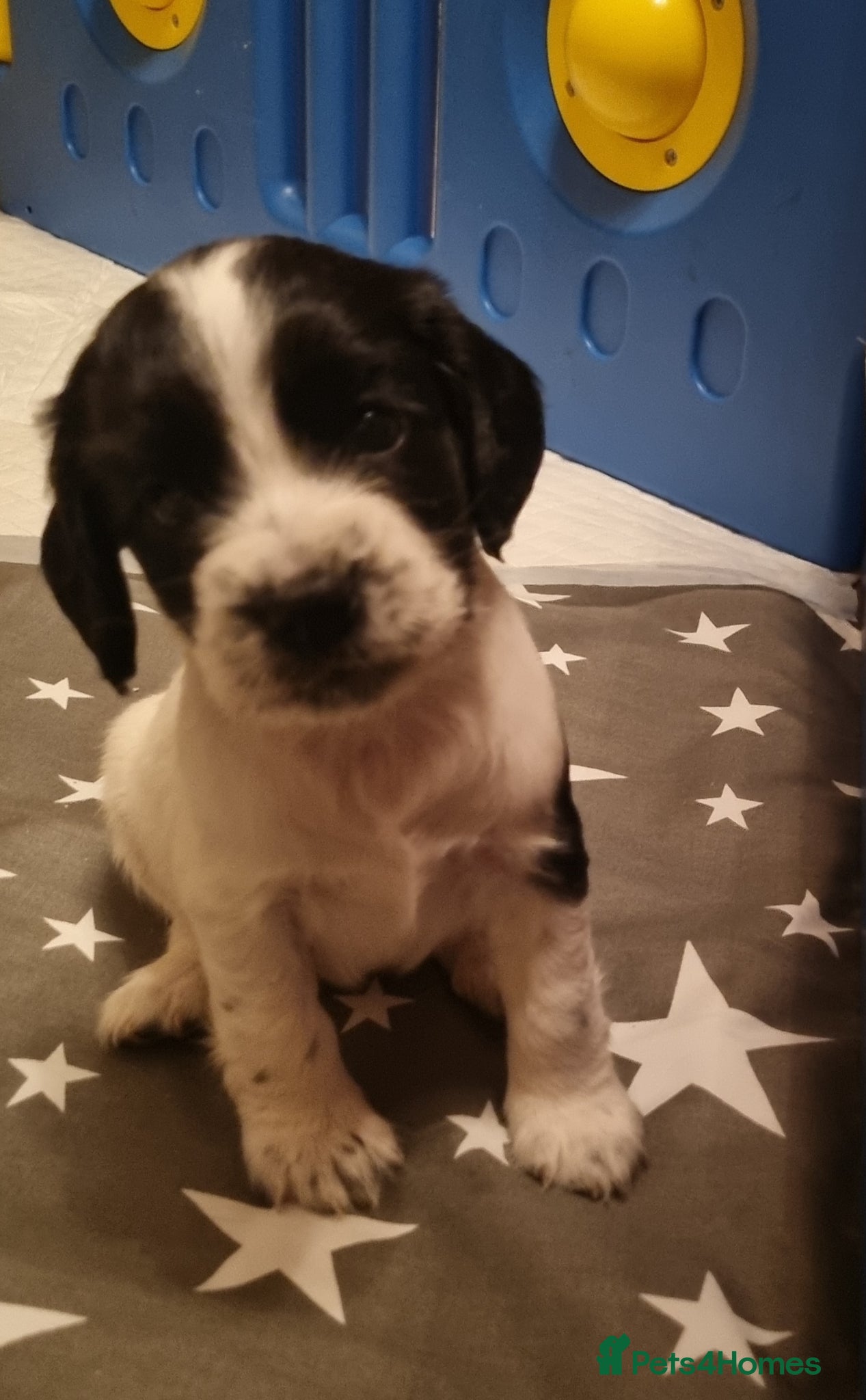 Cocker Spaniel dogs Adorable Cocker Spaniel Puppies for Sale 🐾 - Advert 1