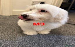 Bichon Frise dogs for sale: 3 Little puppies Bichon frise - Image 3