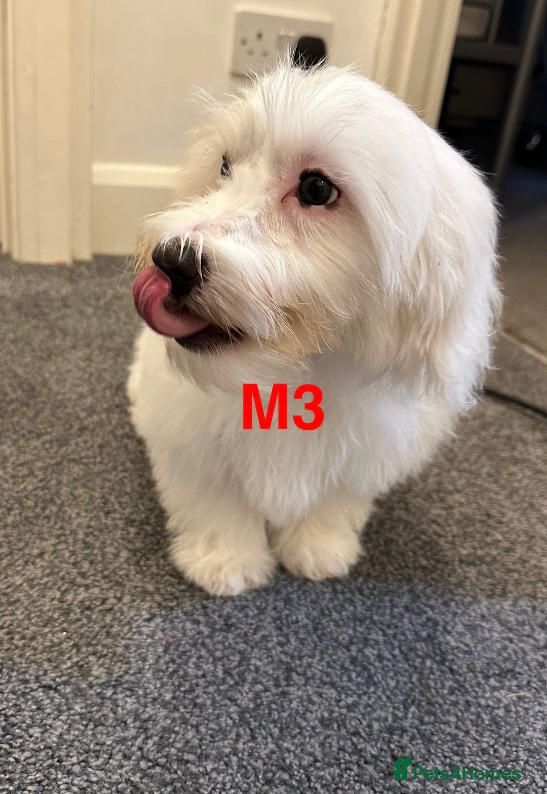 Bichon Frise dogs for sale: 3 Little puppies Bichon frise - Image 3