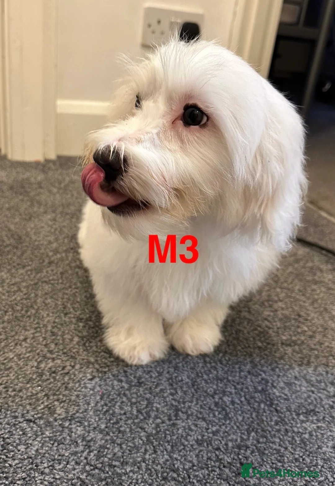 Bichon Frise dogs for sale: 2 Little puppies Bichon frise - Advert 3