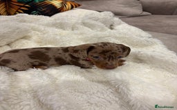 Dachshund dogs for sale: Beautiful litter of dachshund puppies … ONE  LEFT  - Image 15
