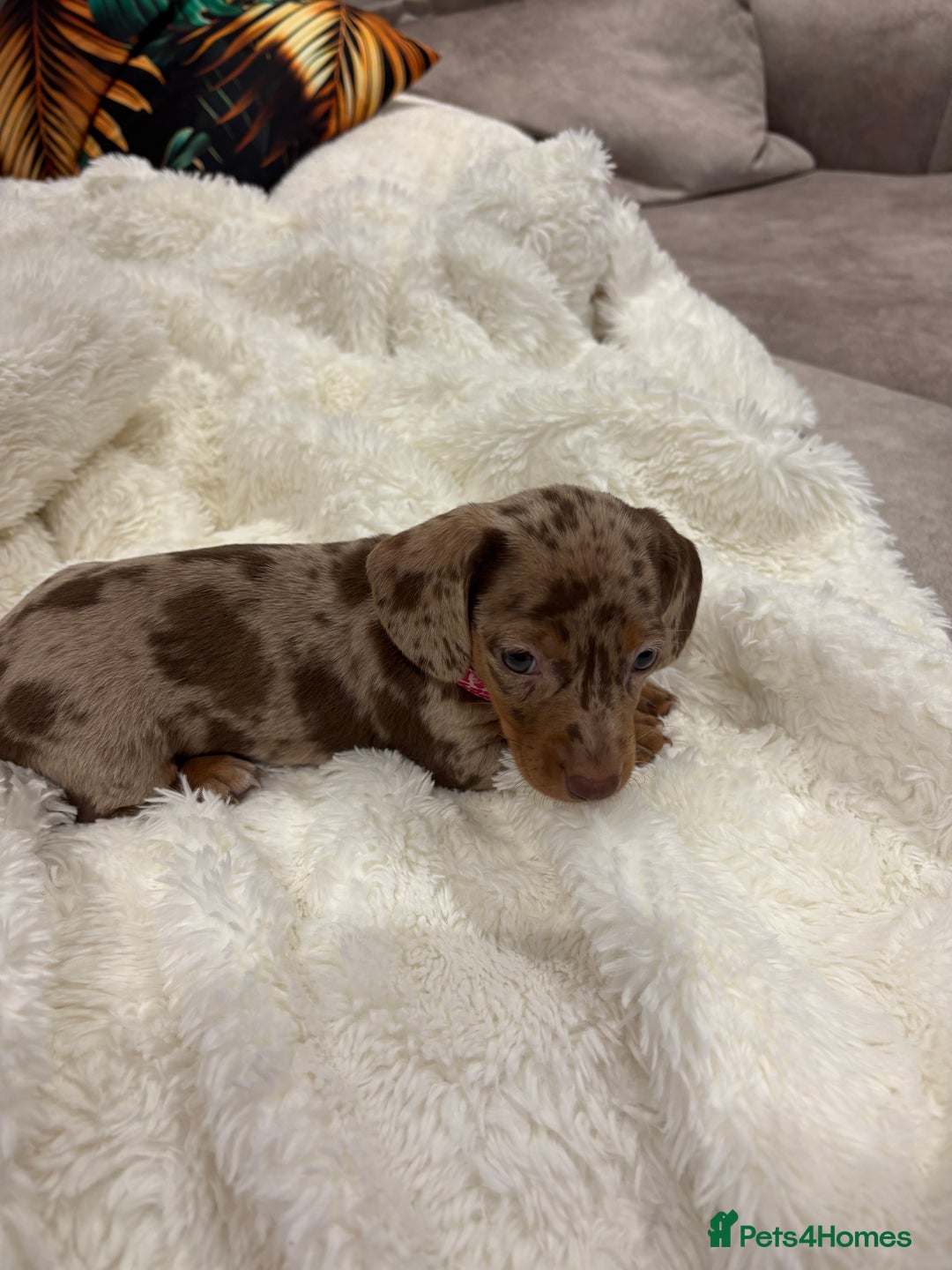 Dachshund dogs for sale: Beautiful litter of dachshund puppies … ONE  LEFT  - Image 15