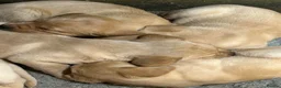 Labrador Retriever dogs for sale: KC yellow Labradors (Fox red) viewing this weekend - Advert 9