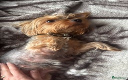 Yorkshire Terrier dogs for sale: Yorkshire terrier puppy  - Advert 24