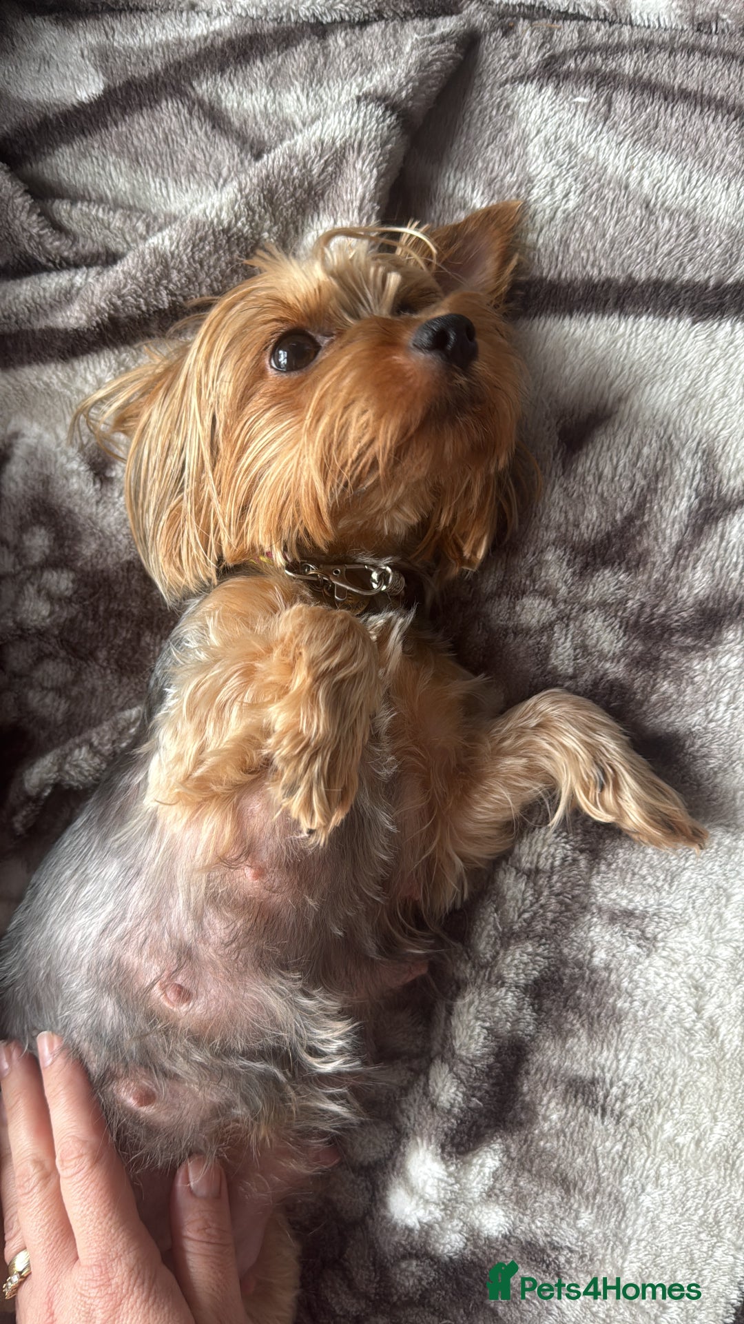 Yorkshire Terrier dogs for sale: Yorkshire terrier puppy  - Advert 24