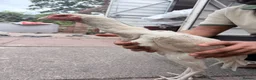 Chickens poultry for sale: Shamo Aseel male - Advert 6