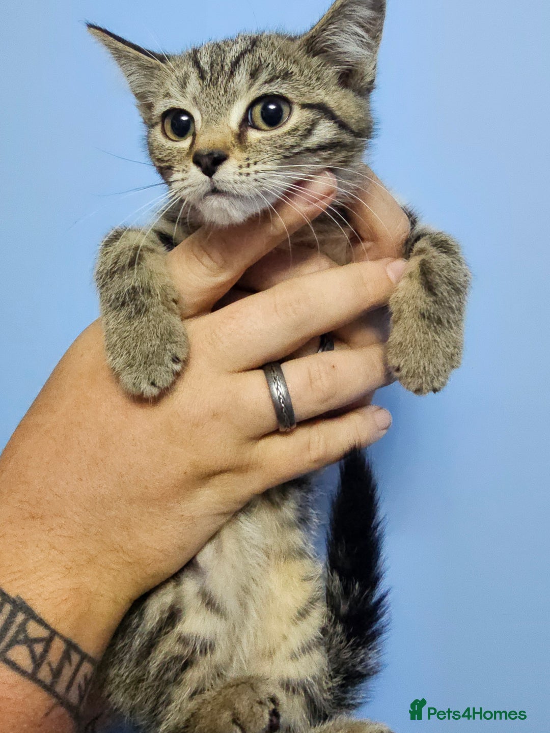 British Shorthair cats for sale: British short-hair kittens  - Image 5