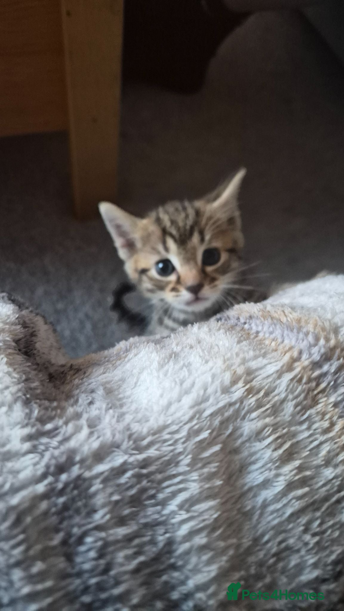 Mixed Breed cats Bengal/domestic kittens  - Advert 16