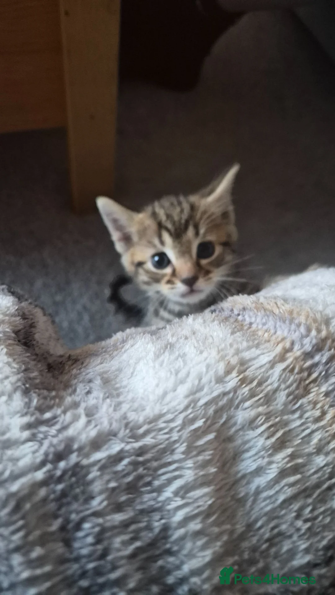 Mixed Breed cats for sale: Bengal/domestic kittens  - Advert 1