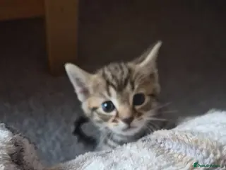 Mixed Breed cats Bengal/domestic kittens - Advert 16