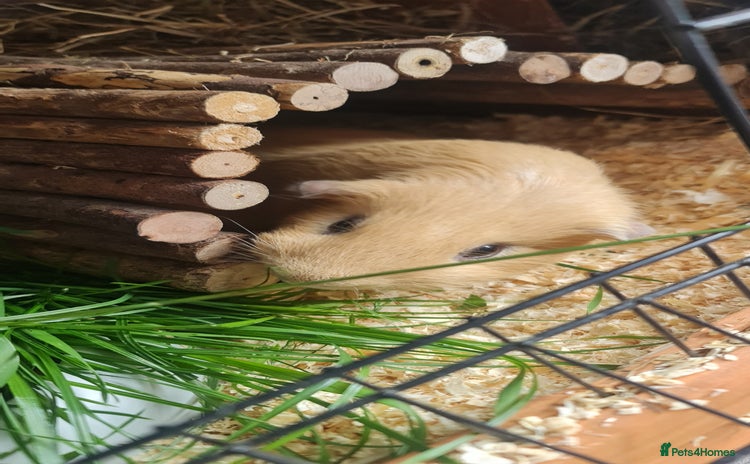 Guinea Pig rodents - Advert 1