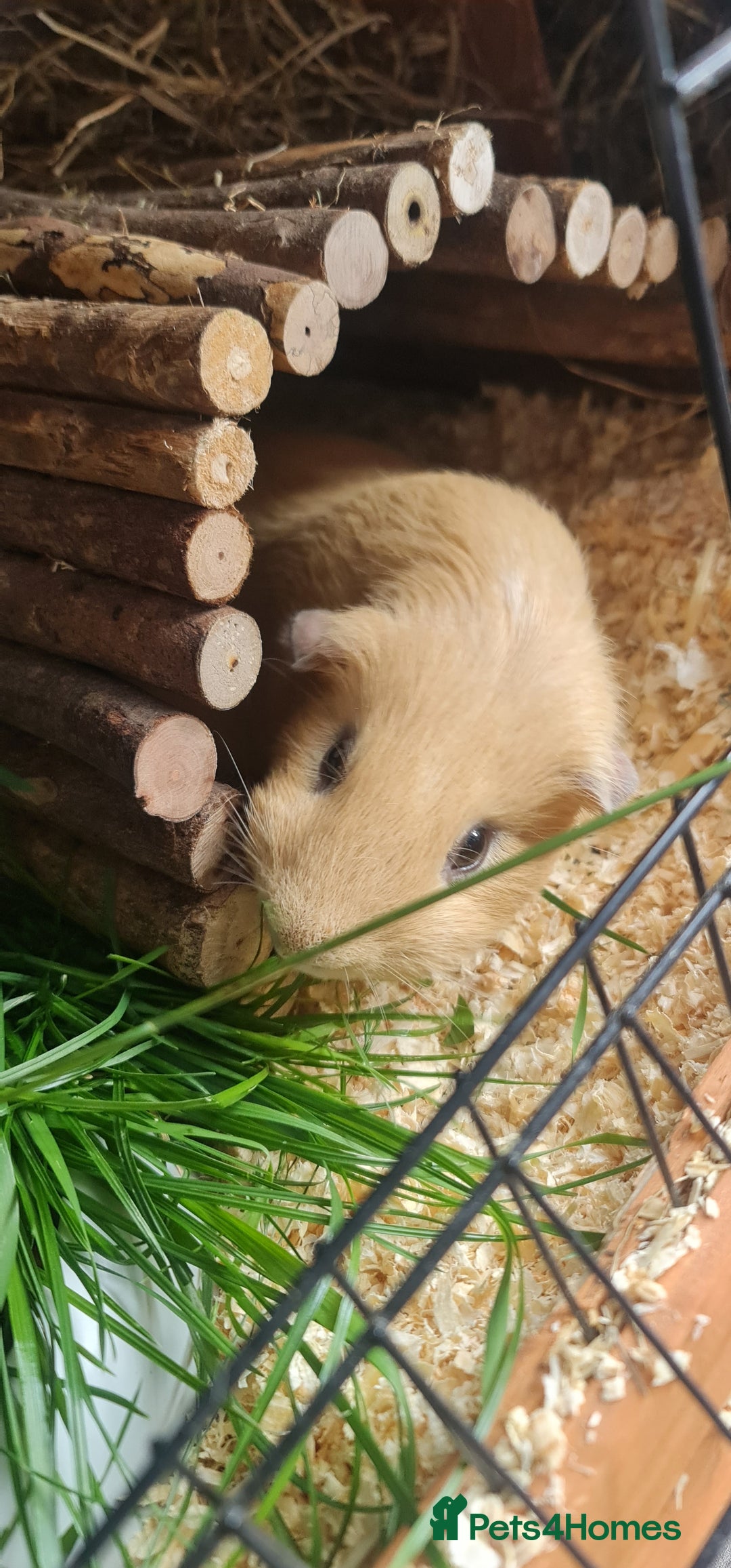 Guinea Pig rodents for sale: Two Guinea pigs with large double hutch and run - Image 1