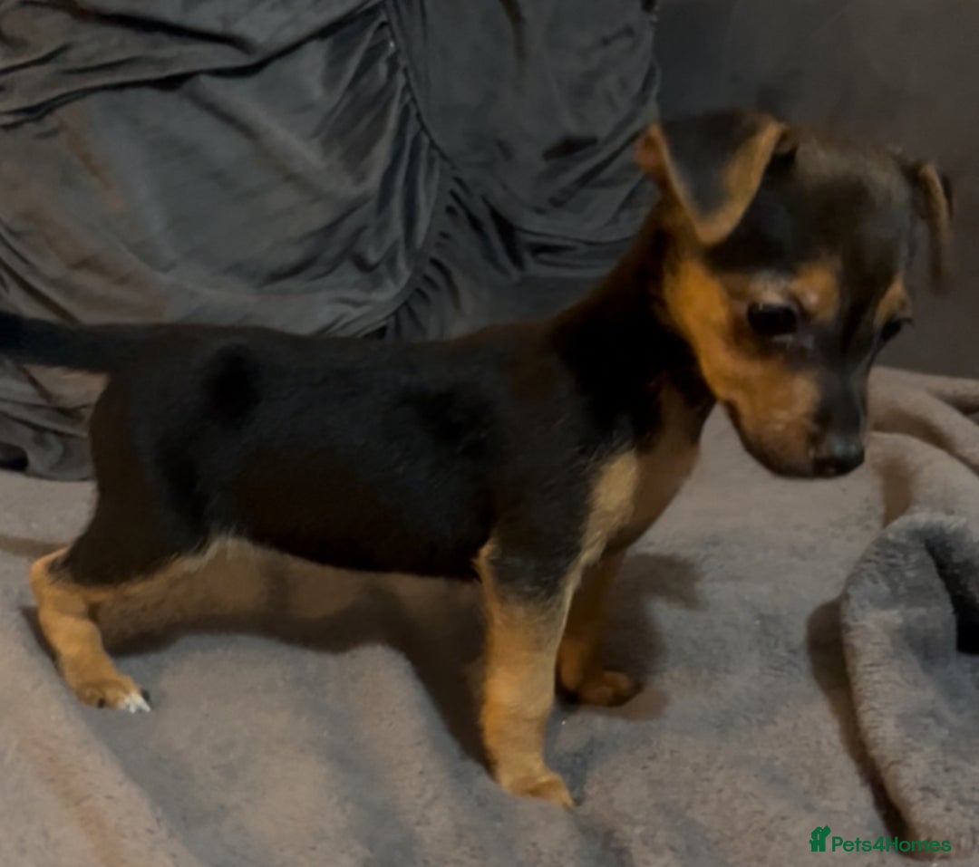 Jack Russell dogs for sale: 🌈 Rare Coloured Old Fashion Type Jack Russel’s 😂 - Image 9
