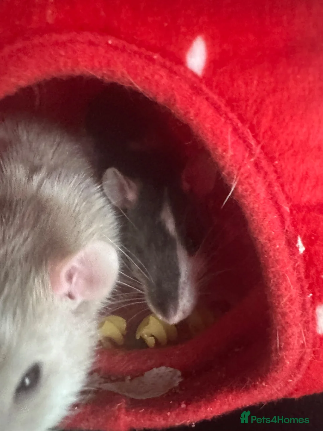 Rat rodents for sale: 2 male rats for sale  in Hartlepool - Advert 7