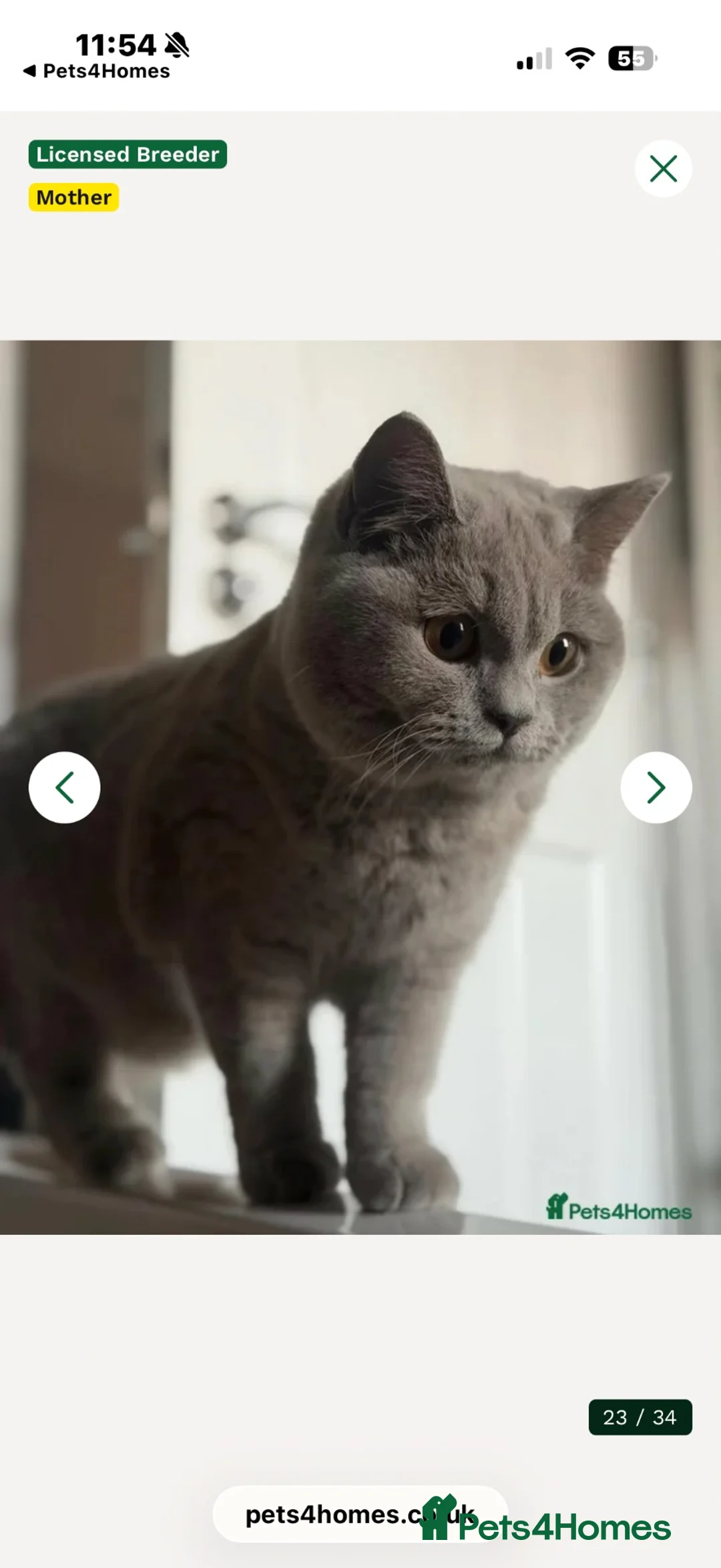 British Shorthair cats for sale: Chocolate golden kittens  - Advert 1