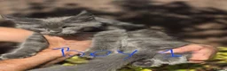 Maine Coon cats for sale: Xxl maine coon kittens  - Advert 3