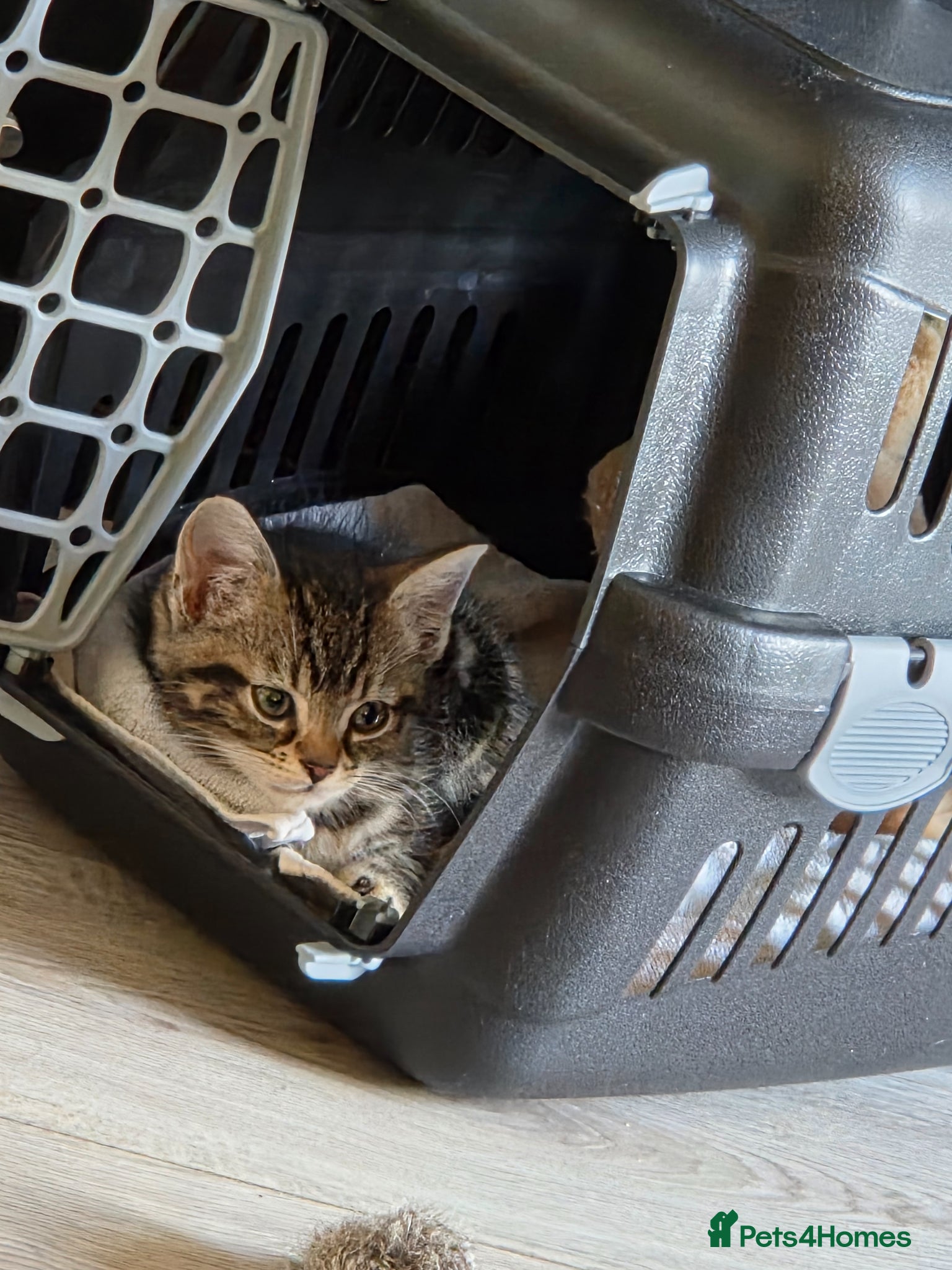 Domestic Shorthair cats for sale: Male Tabby kitten  - Advert 6