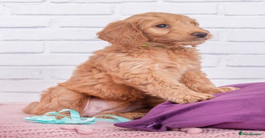 Goldendoodle dogs - Advert 2