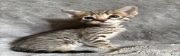 Savannah cats for sale: Beautiful SBT female - Advert 10