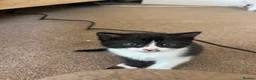 Mixed Breed cats for sale: 1 Beautiful girl Kitten in Great Malvern - Advert 8