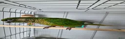 Conures birds for sale: Conure  in Stoke-on-Trent - Advert 2