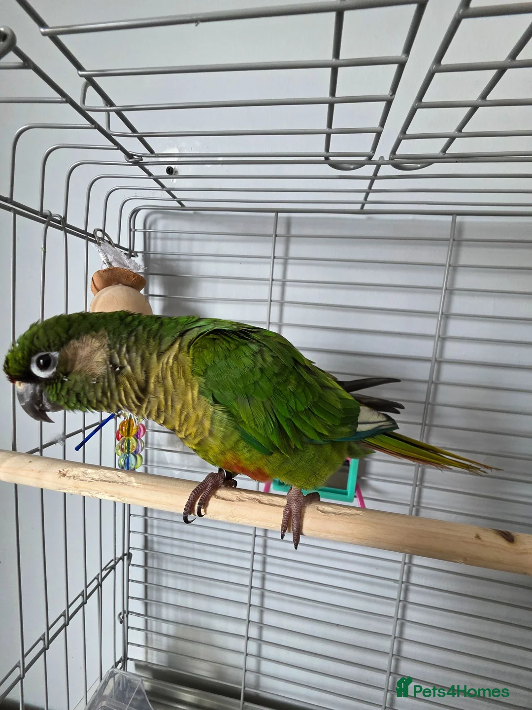 Conures birds for sale: Conure  in Stoke-on-Trent - Advert 2