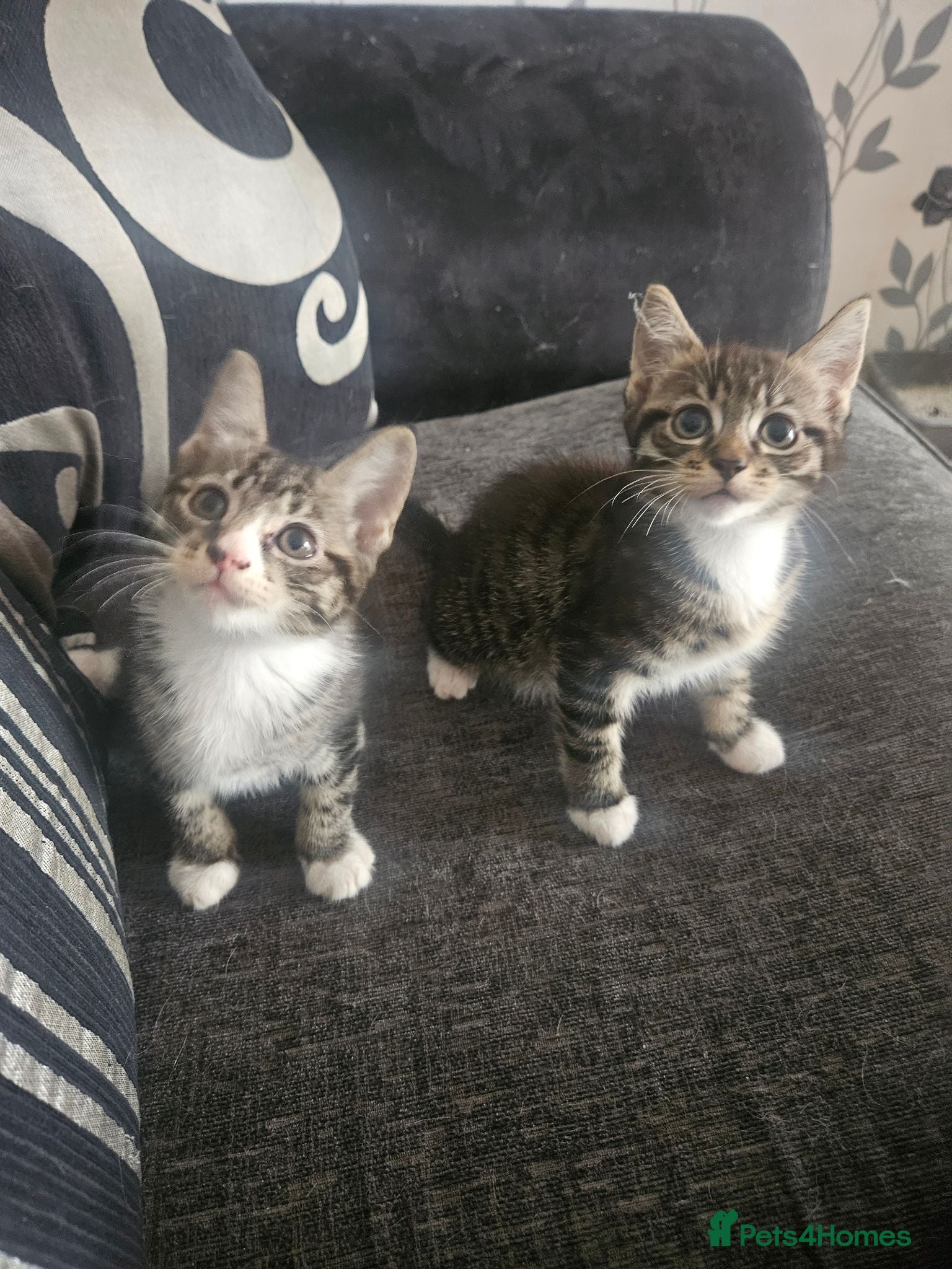 Mixed Breed cats 3 gorgeous kittens  - Advert 2