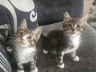 Mixed Breed cats 3 gorgeous kittens - Advert 2
