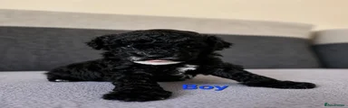 Poochon Puppy 1