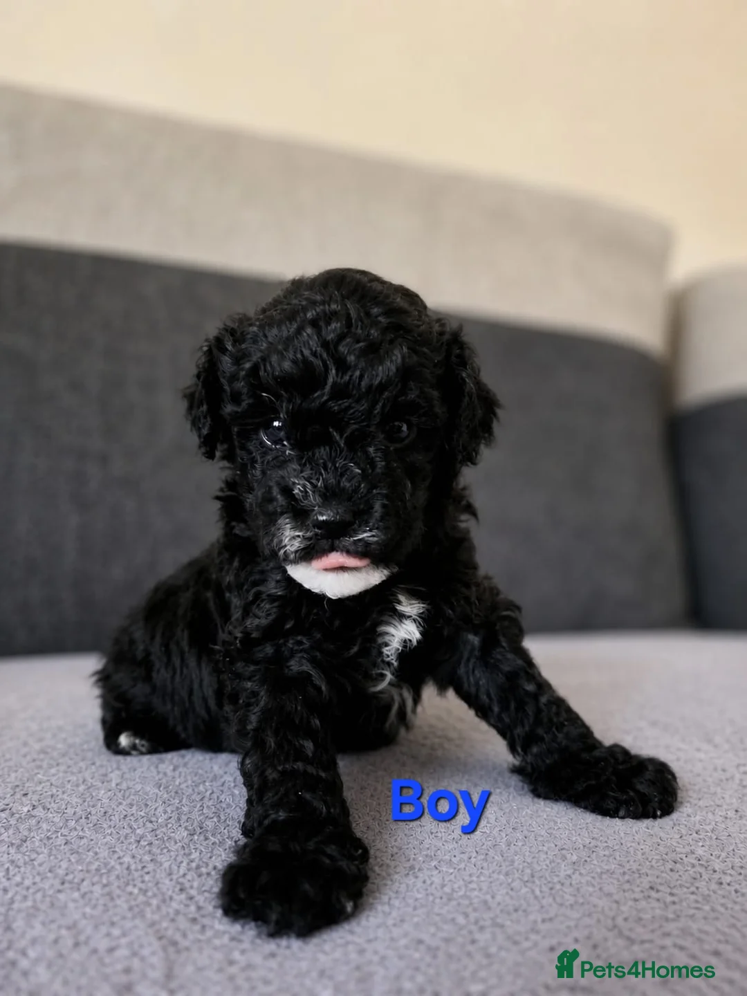 Poochon dogs for sale: Poochon  - Advert 1