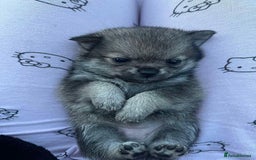Pomchi dogs for sale: 3 pomchis looking for there forever homes 🐶 - Image 7