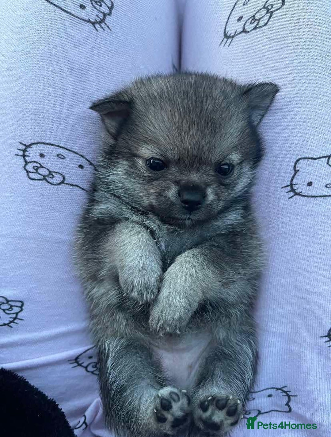 Pomchi dogs for sale: 3 pomchis looking for there forever homes 🐶 - Image 7