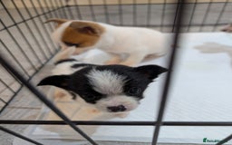 Jack Russell dogs for sale: Gorgeous miniature Jack Russell puppies  - Image 2